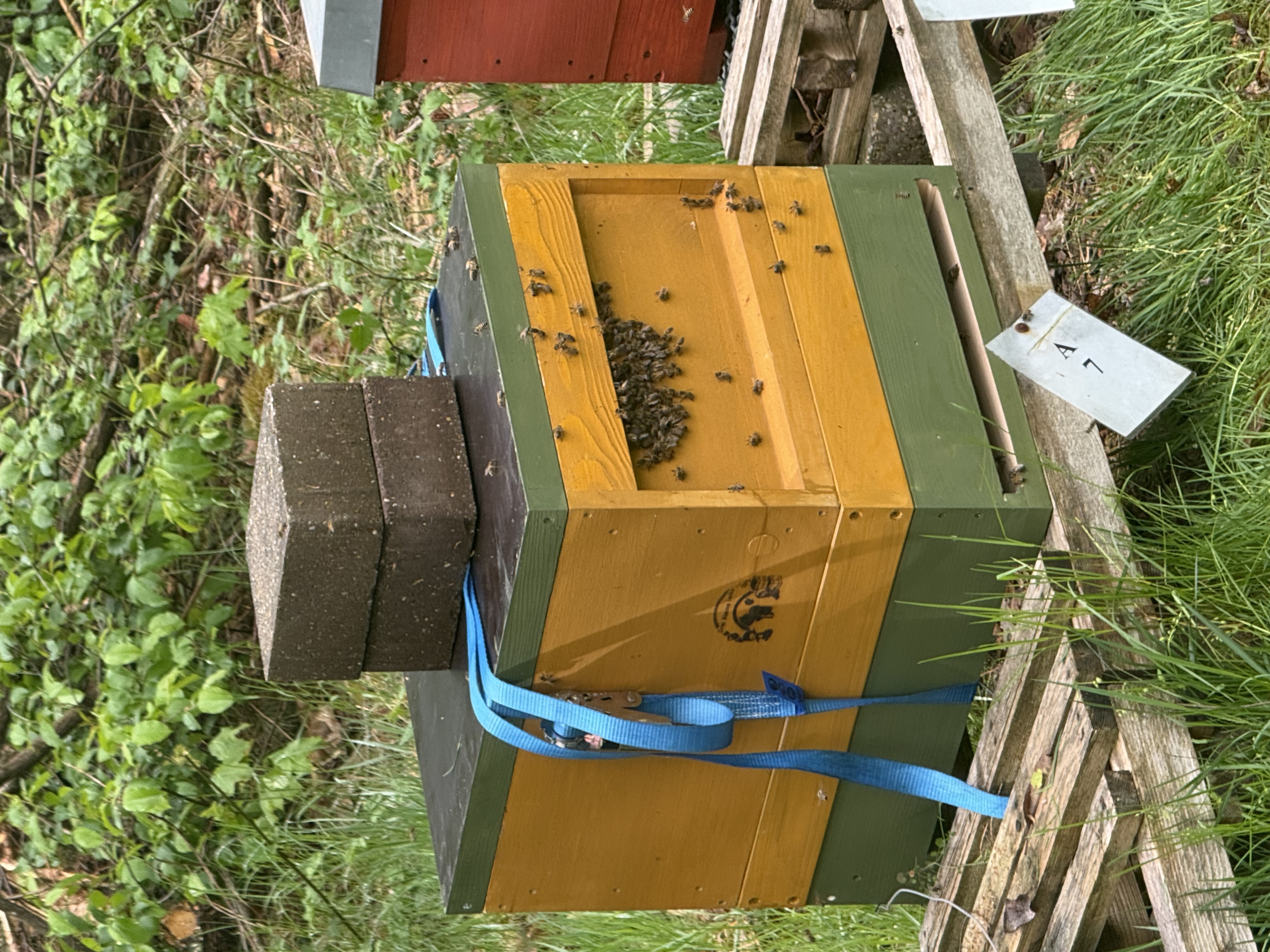 Eingefangener Bienenschwarm in der Kiste, gesichert mit Spanngurt